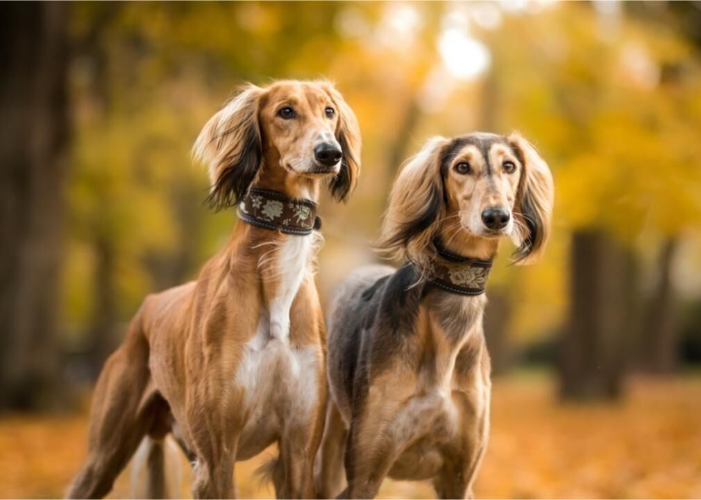 #2. Saluki